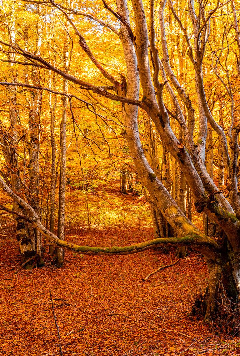 Automne Vercors ©Gaetan Mahé