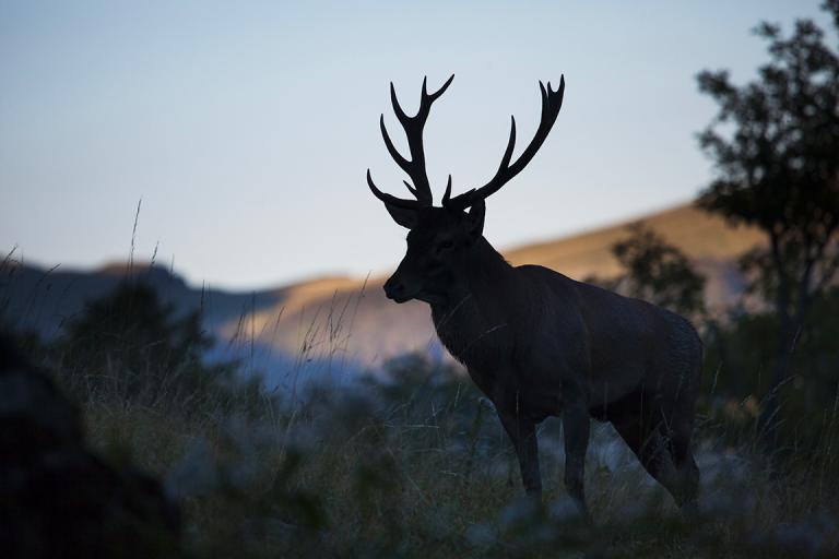 Cerf dans le Vercors