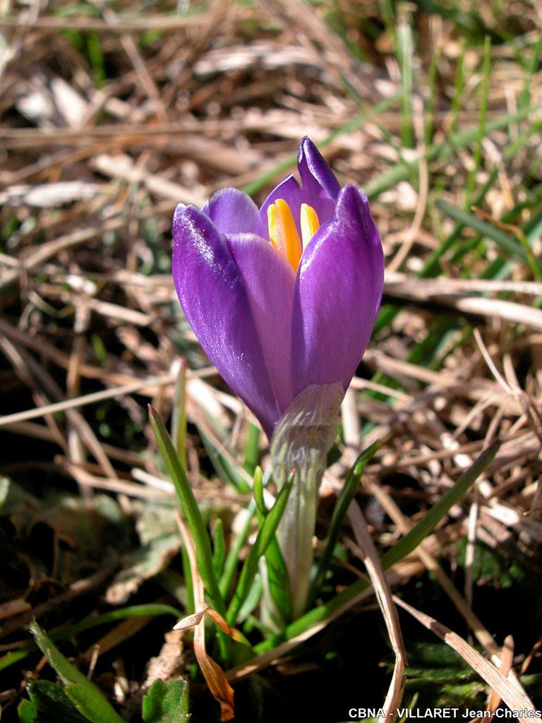 Crocus Vernus @VILLARET-Jean-Charles