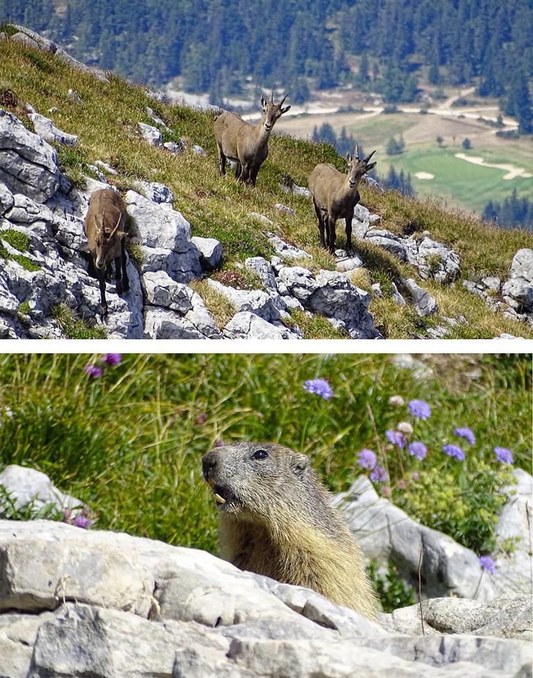 Faune du Vercors