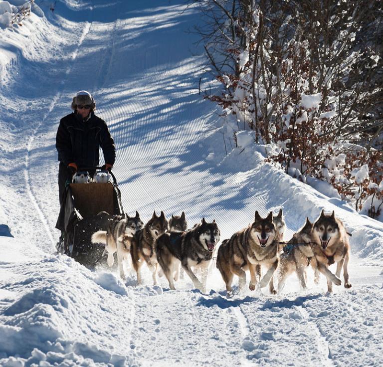 Chien de traineau dans le Vercors