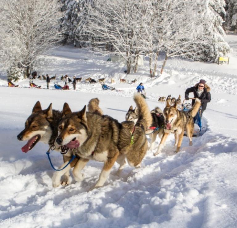 Traineau à chiens à Vassieux en Vercors