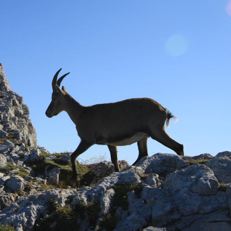 Bouquetin au Grand-Veymont ©OT Trièves